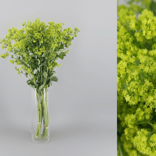 Alchemilla Robustica, Amarillo