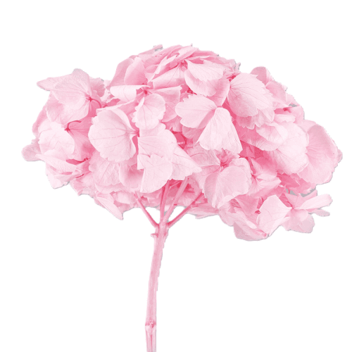 Hydrangea Rosa claro, Rosa Claro