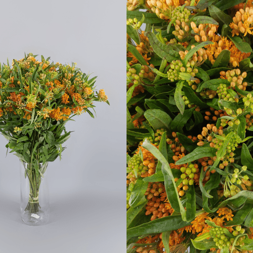 Asclepia Tuberosa, Naranja, 1 tallos, 60cm