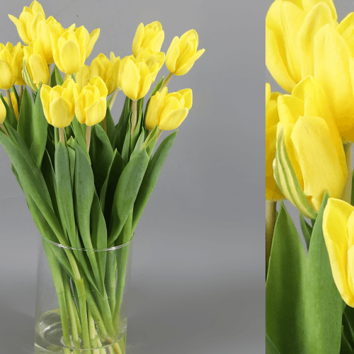 Caixa de 50 Tulipas Amarelas Yellow Flight, Flor fresca de 38 cm de comprimento, ramo de 50 hastes
