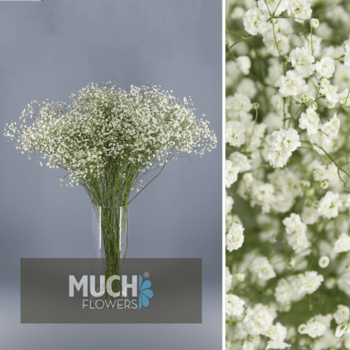 Paniculata New Love MF 30 gr
