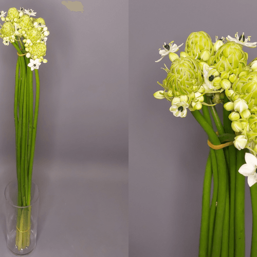 Ornithogalum Saundersiae