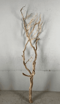 Branche de manzanita séchée
