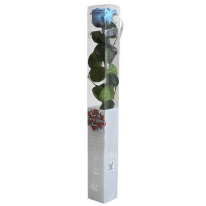 Rosa Celeste Tallo, Celeste, 1 tallos, 55cm