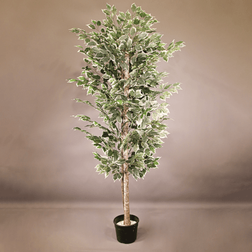 Ficus artificial