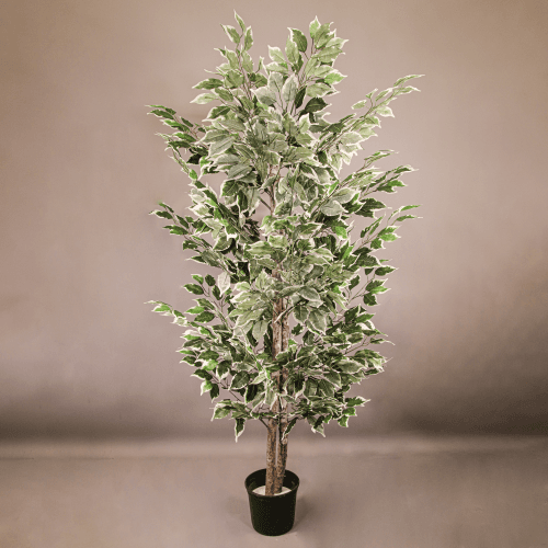 Y Ficus Verdnatura x 20