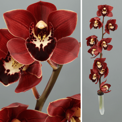 Haste de Cymbidium Vermelho Mini Valerie, Flor fresca de 50 cm de comprimento