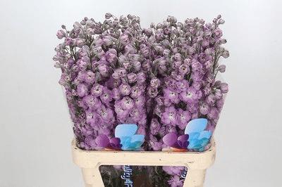 Ramo de 10 Delphinium Dewi Hercules Rosa (Espuela de Caballero)