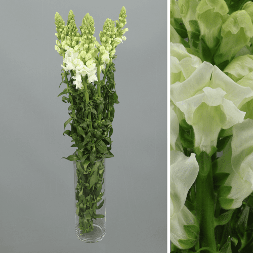 Antirrinum Blanco Extra