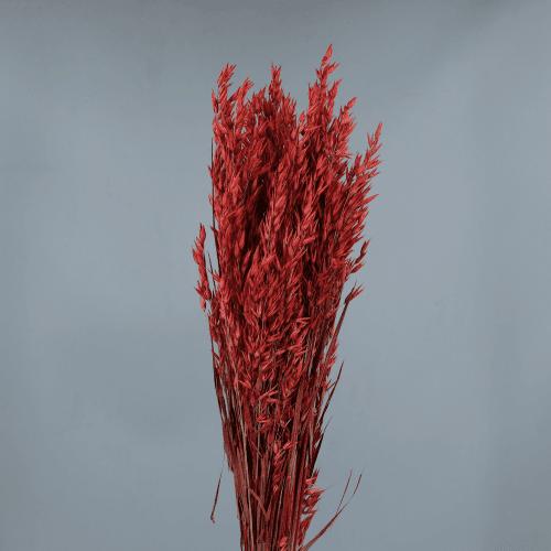 Ramas de Avea Vermella Seca