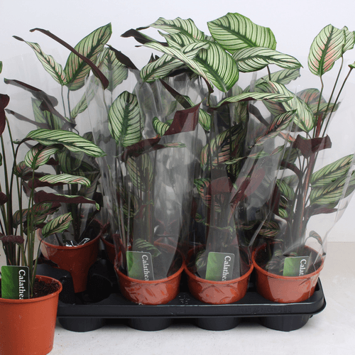 Calathea White Star (Calathea majestica), Pack de 3 Plantas de 55 cm, Planta de 55 cm de alto, lote de 8 unidades