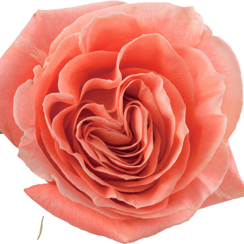 Rose Rose Clair