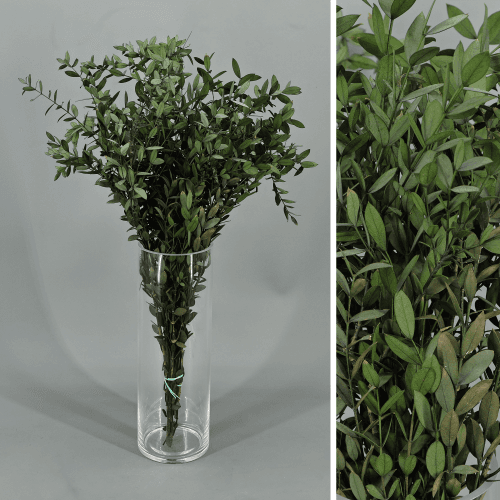 Eucalipto Parvifolia preservado, Flor preservada de 40-60 cm de largo