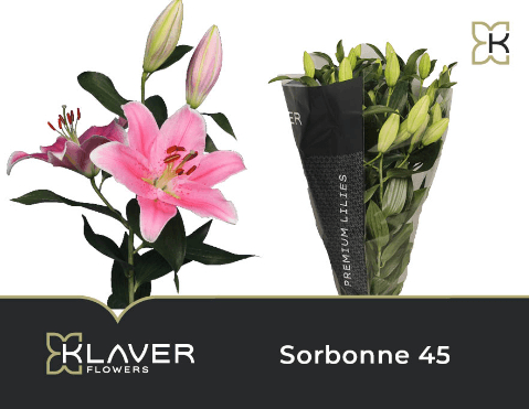 Lys Oriental Sorbonne Rose, Fleur fraîche de 80 cm de long, bouquet de 10 tiges