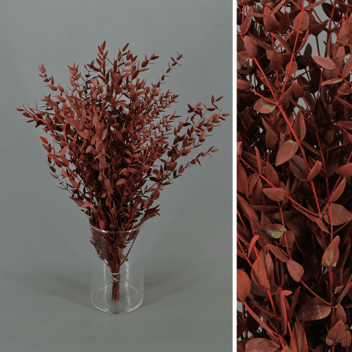 Eucaliptus Parvifolia Preservat Granat 40-60 cm (3 manolls)