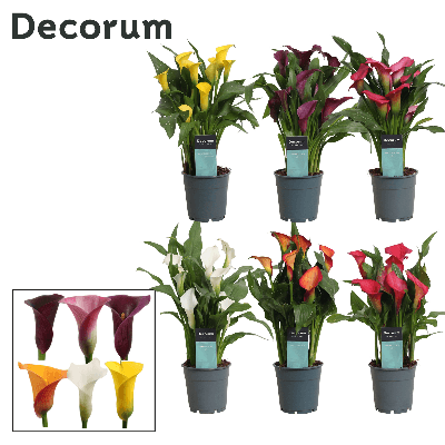Calas Mix Decorum, Mixto, 1 tallos, 35cm