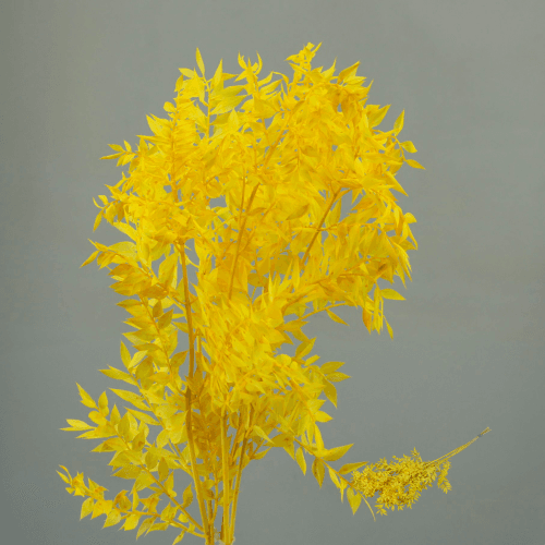 Ruscus Préservé Jaune 70 cm, Fleur stabilisée de 70 cm de long