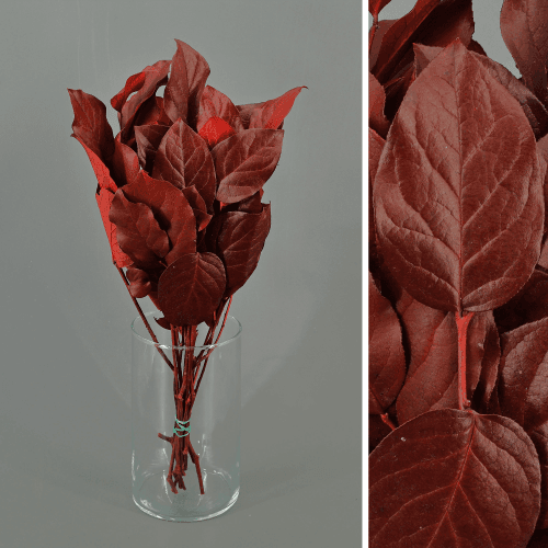 Salal preservado vermelho, Flor preservada de 40-60 cm de comprimento