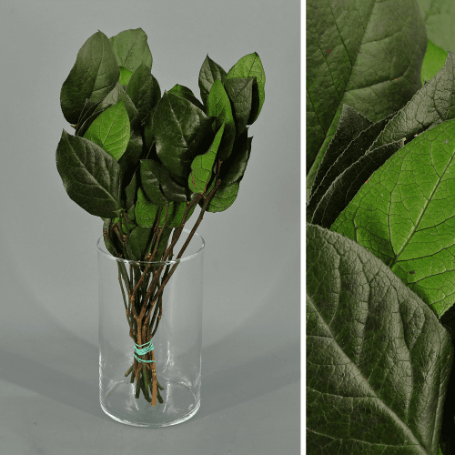 Salal preservado verde, Flor preservada de 40-60 cm de comprimento