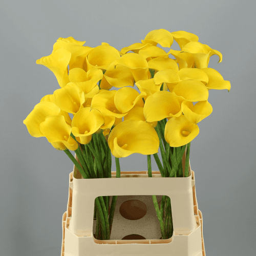 Bouquet de 10 Arums Jaunes Gold Cup