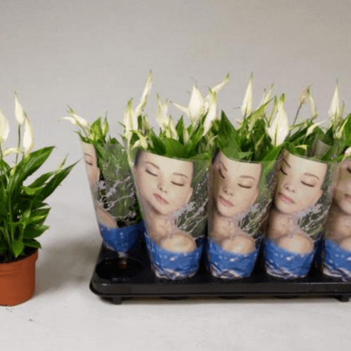 Spathiphyllum Korto (Flor de la Paz)