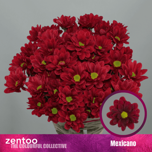 Bouquet de 10 chrysanthèmes rouges Mexicano, Fleur fraîche de 70 cm de long, 10 tiges