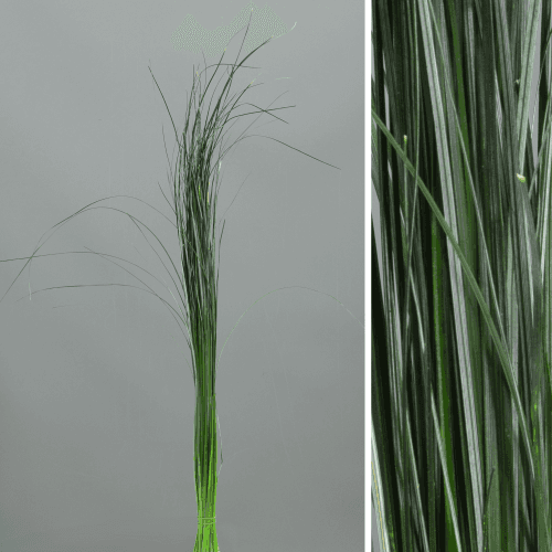 Erva-urso preservada verde, Flor preservada de 50-70 cm de comprimento, conjunto de 2 unidades