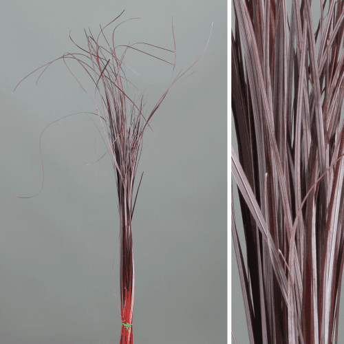 Erva-urso preservada vermelha, Flor preservada de 50-70 cm de comprimento, conjunto de 2 unidades