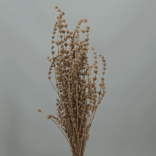 Lavanda Seca Dorada