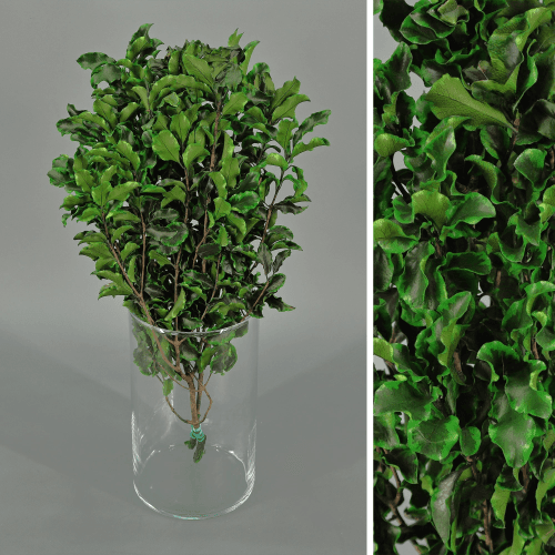 Pitósporo preservado verde, Flor preservada de 20-50 cm de comprimento, conjunto de 2 unidades