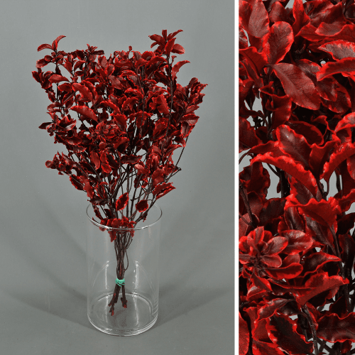 Pitósporo preservado vermelho, Flor preservada de 20-50 cm de comprimento, conjunto de 2 unidades