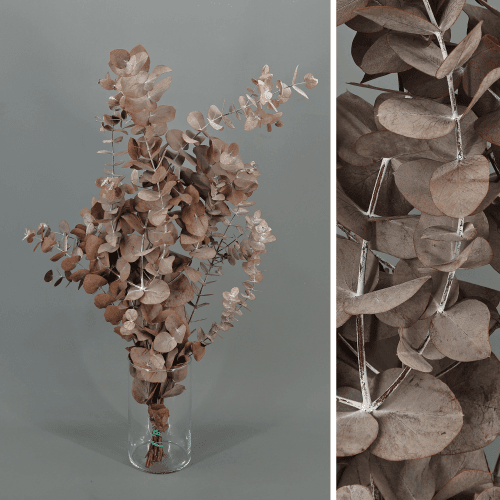 Eucalipto Cinerea vintage marrón, Flor preservada de 40-80 cm de largo
