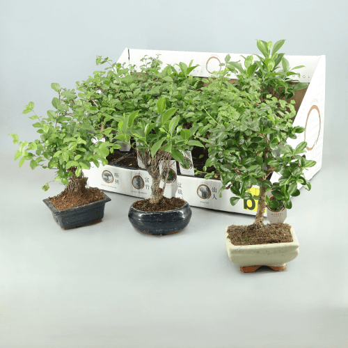 Bonsaï d'Intérieur en Céramique (2 Ans), Plante de 20 cm de haut, lot de 12 unités