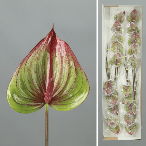 Anthurium Barika x20