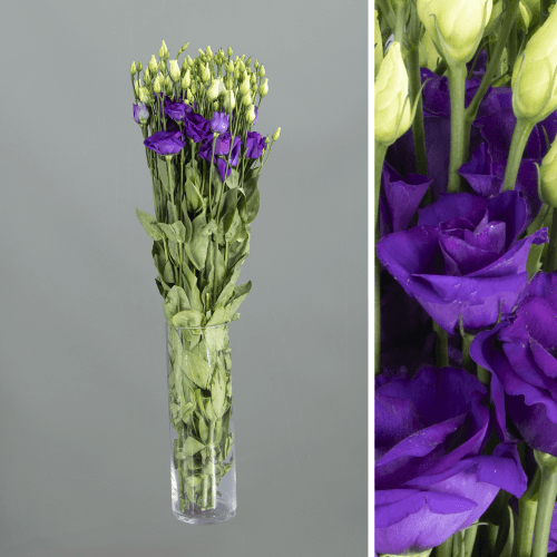 Lisianthus Doble Blue, Azul, 1 tallos, 70cm