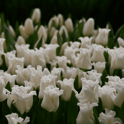 Tulipan White Liberstar Coronet, Blanco/Rosa, 1 tallos, 34cm