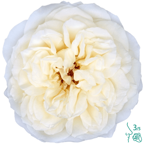 Rosa de Jardin Leonora David Austin