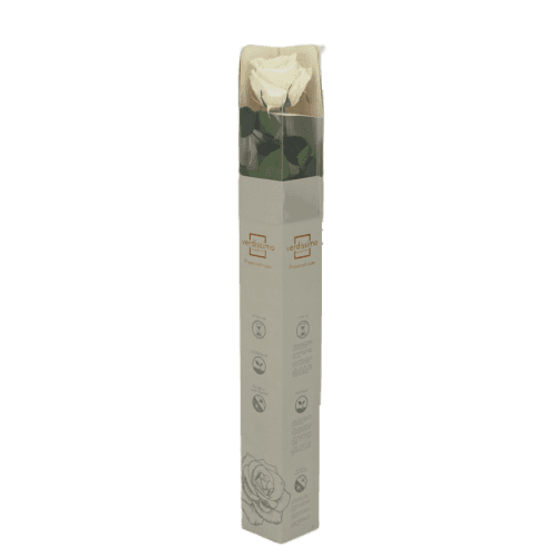 Rosa Champagne Tallo, Champagne, 1 tallos, 55cm