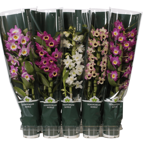 Orquídea Dendrobium Nobile en Maceta, Planta de 55 cm de alto, pack de 6 uds