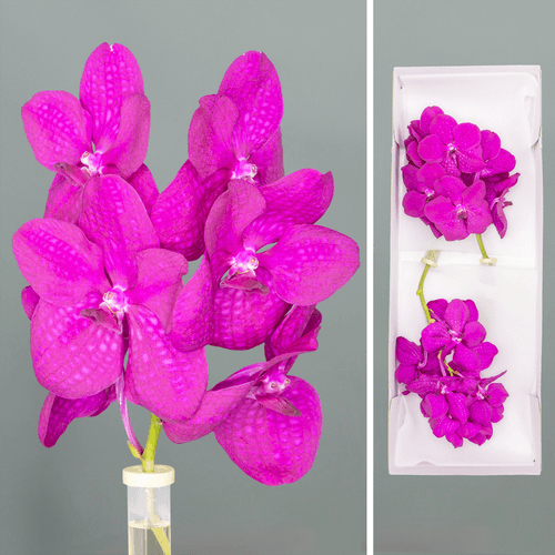 Orquídea Vanda Raspberry cereza, Flor fresca