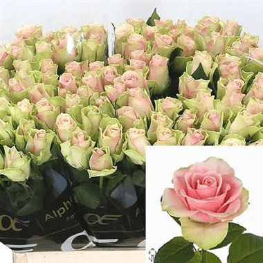Rosa La Belle Rosa Clar (tija de 40 cm)
