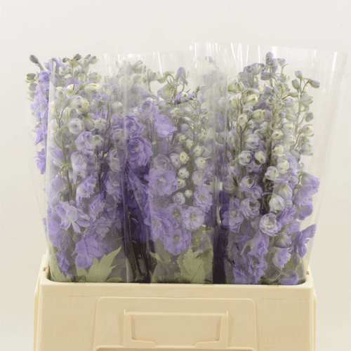 Delphinium Devo Purple Heart