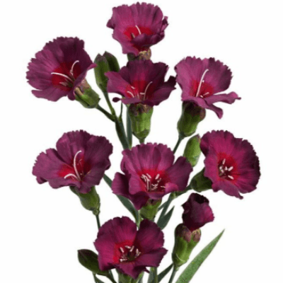 Ramo de 40 claveles mini burdeos Dua Flipa (Dianthus caryophyllus), Flor fresca de 70 cm de largo, 40 tallos