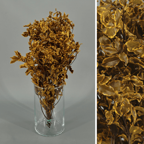 Pittósporo Amarelo Preservado, Flor preservada de 20-50 cm de comprimento, conjunto de 2 unidades