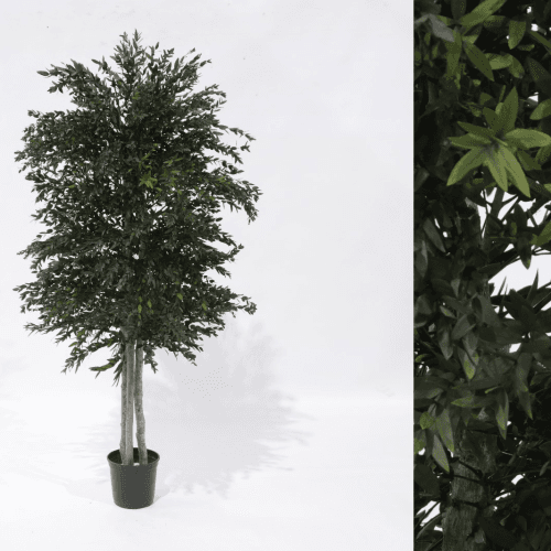 Árbol de Eucalipto Preservado Premium, Flor preservada de 180 cm de largo