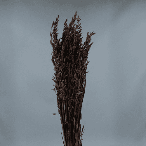 Espigas de Avena Seca Marrón, Flor seca de 65 cm de largo, lote de 2 tallos