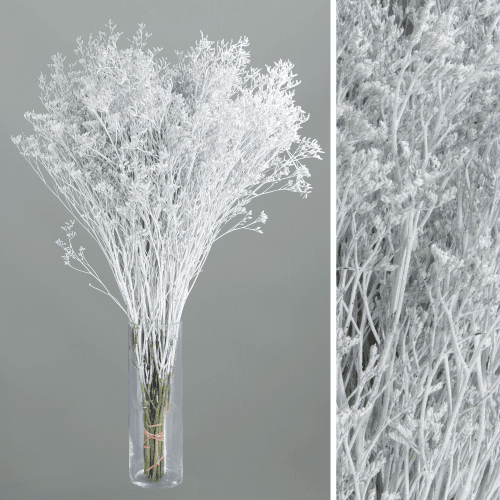 Limonium Pintado Blanco