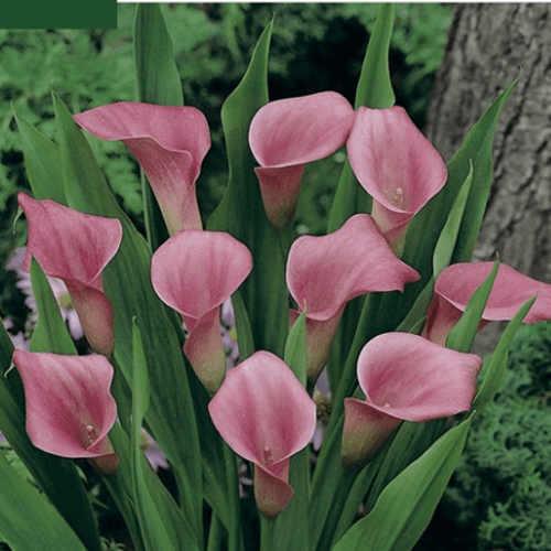 Bulbes de Calla Rose (à Planter), 50 cm (3 unités)