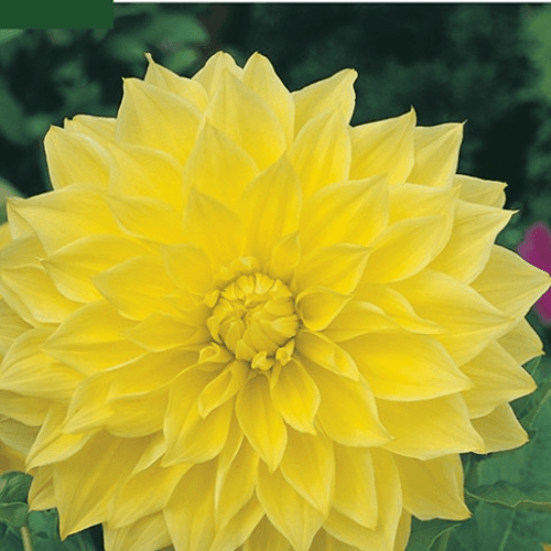Bulbo Dahlia Decora Kelvin