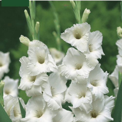 Bulbes de Glaïeul (à Planter) Blanco, 70-100 cm (2 unités)